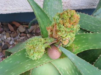 Aloe mite on aloe