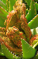 Details on Aloe Mite