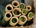 Leaf cutter bee house