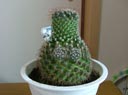 cactus disorders