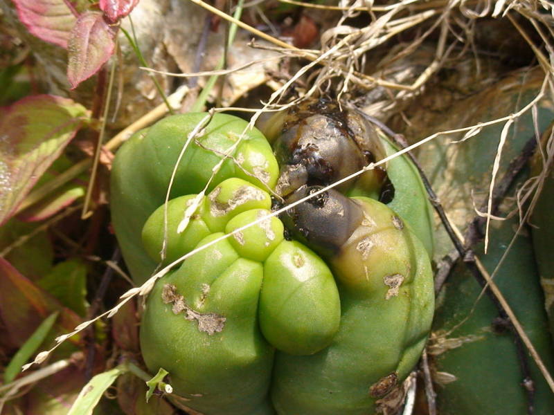 Details on Cactus Black Rot