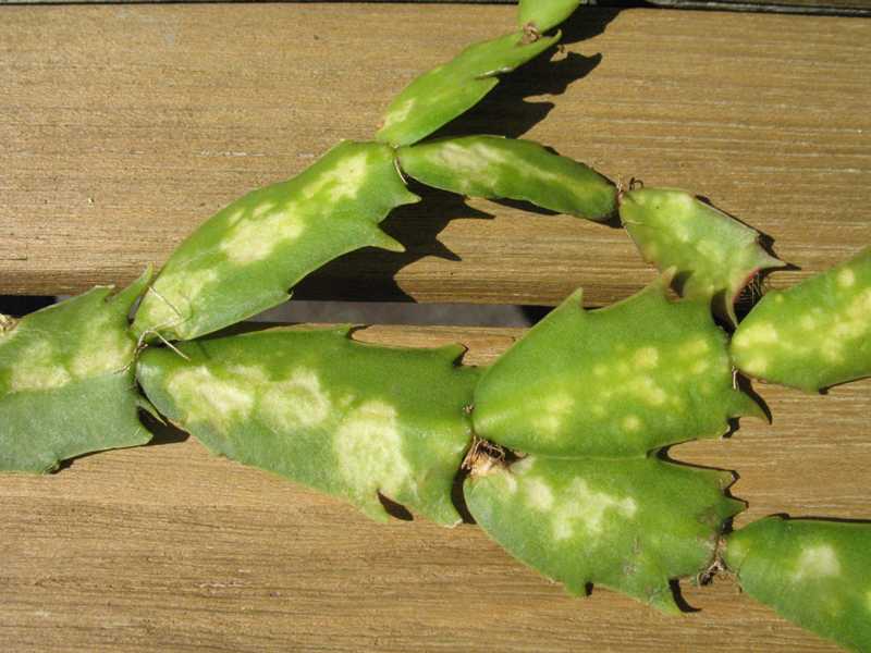 Details on  Cactus Mosaic Disease