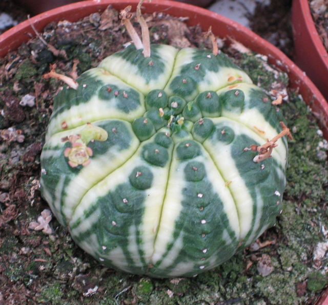 Variegated Euphorbia obesa