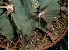 Details on Sooty mould