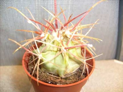 Details on underwatering