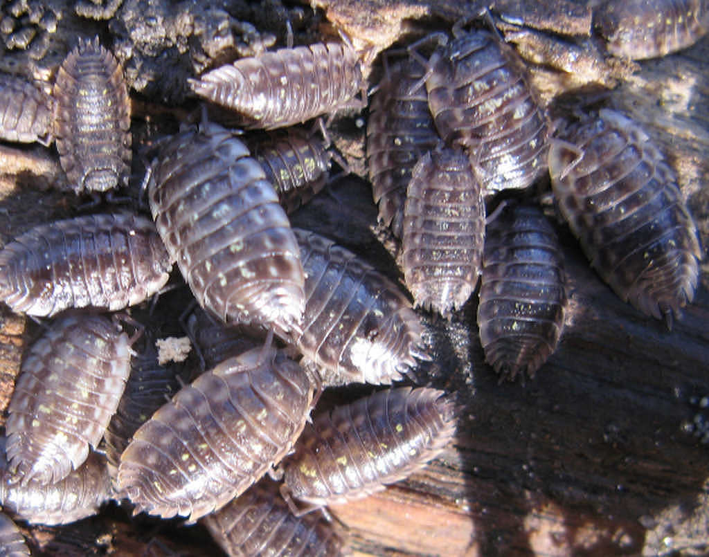 Details on Woodlice
